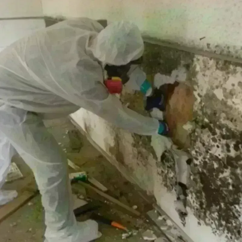 Mold Remediation and Removal in Bloomingdale, DC